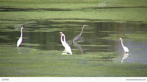 White And Black Herons Are Hanging Around High Definition Stock Video