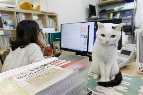An Ode To Office Cats 12 Photos Thatll Convince You To Ask Your Boss