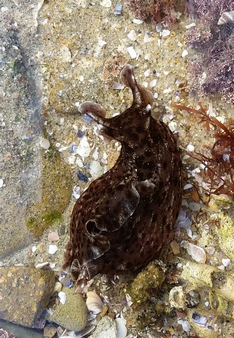 Aplysia vaccaria, also known as the black sea hare and california black sea hare, is a species of extremely large sea slug, a marine, opisthobranch. California Sea Hare - aplysia californica | Pics4Learning