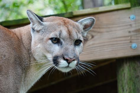 All About Cougars Carolina Tiger Rescue