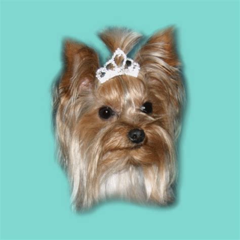 Once you arrive and get your puppy, we will go into the office and go over your puppy folder! Yorkie Puppies For Sale Texas Buy Teacup Micro Mini ...