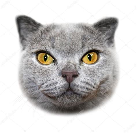 Image Result For Cat Heads Scottish Fold Cat Scottish Fold Cats