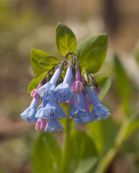 Virginia Blue Bell Stock Photo Image Of Pretty Cluster 71117196