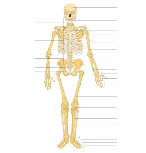 Aging Skeletal System Clipart 10 Free Cliparts Download Images On