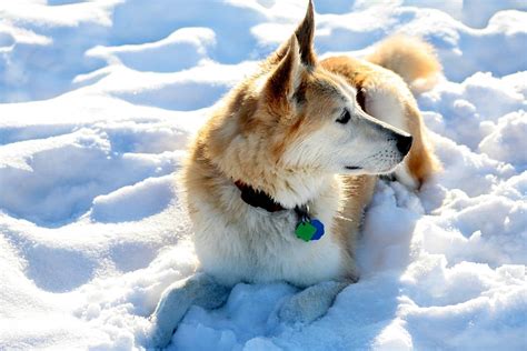 It is usually intelligent, faithful, and energetic. 15 Important Facts About the German Shepherd Husky Mix