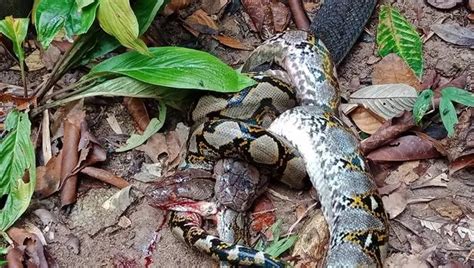 King Cobra Snake Out Muscles Powerful Python And Swallows It Whole In