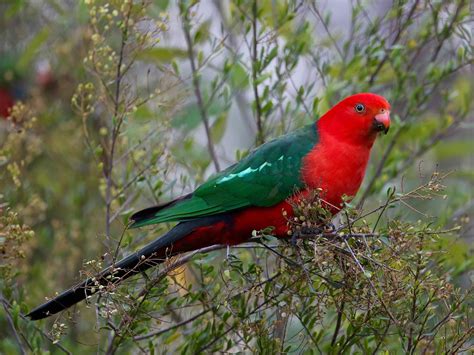 Avithera Australian King Parrot
