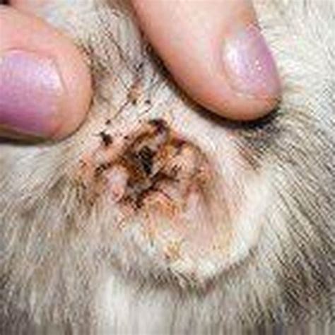 How Can I Treat My Cat For Mites At Home Diy Seattle