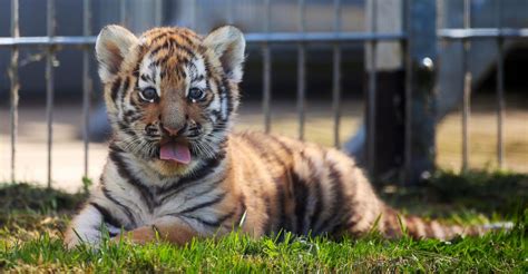 Baby Tiger Cub Sticks Out Tongue Picture Cutest Baby