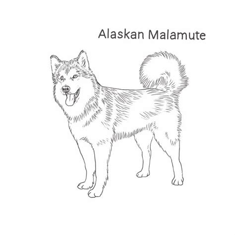 Wish he painted lion head rabbits. Alaskan Malamute Dog Breed Information | Dog Breeds List