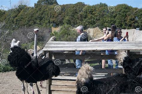 Feeding The Ostriches At Ostrichland Solvang California Editorial
