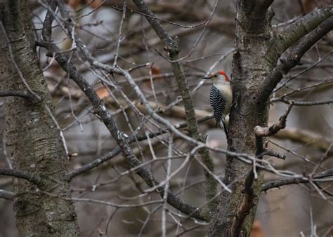 Troy Marcy Photography Red Bellied Woodpecker