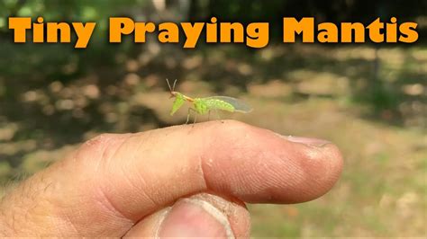 Tiny Praying Mantis Youtube