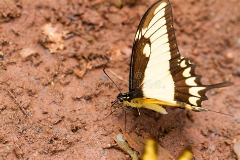 Tiger Swallowtail Butterfly Leaves Stock Photos Free Royalty