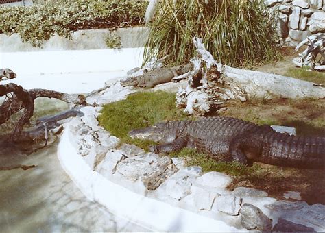 American Alligators Circa 1982 Zoochat