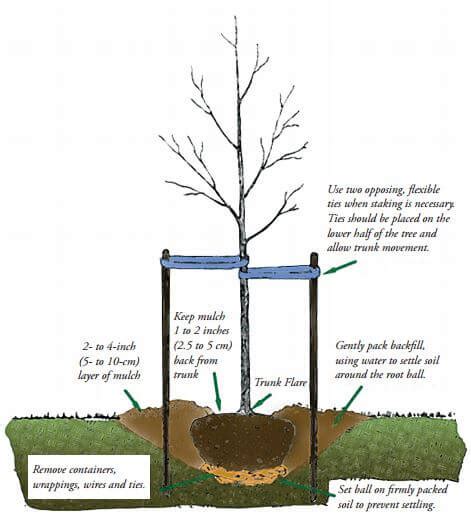 Planting Guide For Tree Lovers In Auckland 9 Easy Steps