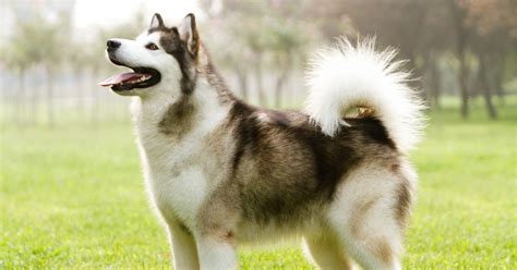 60 Stunning Alaskan Dog Names For Male And Female Pups Dogvills