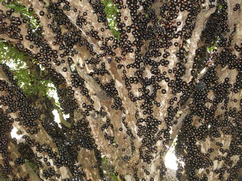 The plinia cauliflora, commonly known as the brazilian grapetree, belongs to the. jabuticabeira, brazilian fruit tree. | Jabuticabeira ...