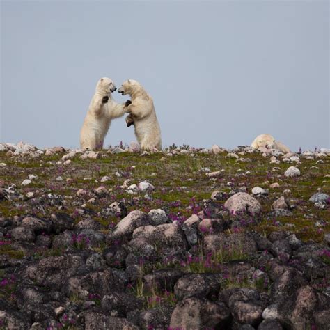 Wild Polar Bears Play Fight Photo By David Parry — National Geographic