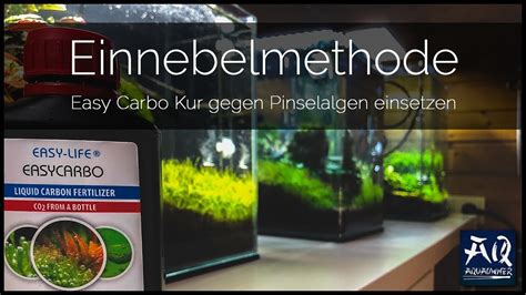 Pinselalgen bilden kleine borstige büschel auf pflanzen und gegenständen. Pinselalgen bekämpfen mit Einnebelmethode | AquaOwner ...