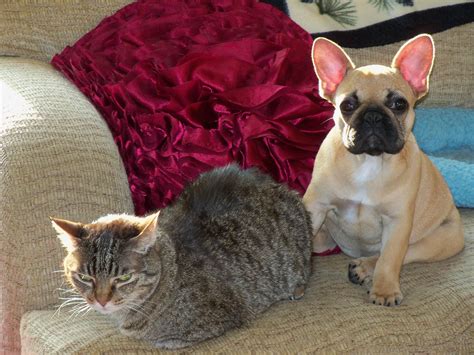 ► french bulldog history & origin ► french bulldog appearance & look ► french bulldog temperament & personality ► french bulldog training & education ► french bulldog exercise. French Bulldog Temperament With Cats - Animal Friends