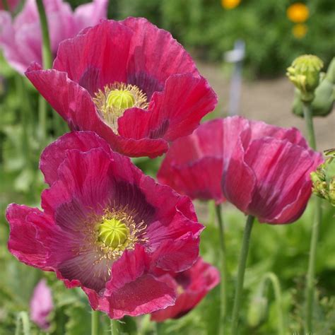 When they are planted in colder places, the seeds might need more water in order to reach their full potential. Poppy Seeds - Hens & Chicks | Flower Seeds in Packets ...