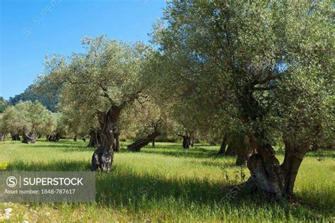 Old Olive Trees Olea Europaea Superstock