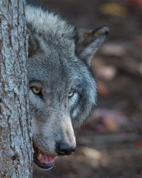 Grey Wolf By Dave Van De Laar On 500px Grey Wolf Wolf World Wild Dogs
