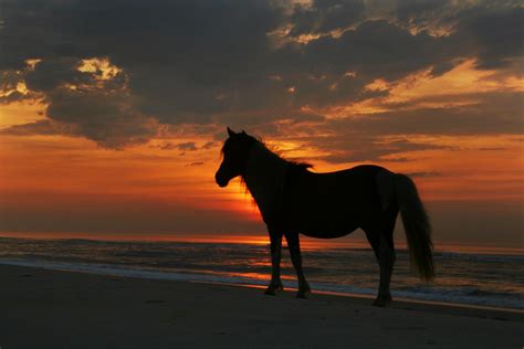 Horse Sunrise 1 Wild Horse On Assateague Island Maryland Flickr