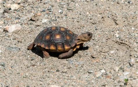 Baby Desert Tortoise Care Info You Must Incorporate
