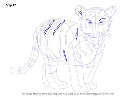 Learn How To Draw Tiger Cub Zoo Animals Step By Step Drawing Tutorials