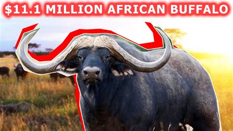 Worlds Most Expensive African Buffalo 111 Million Youtube