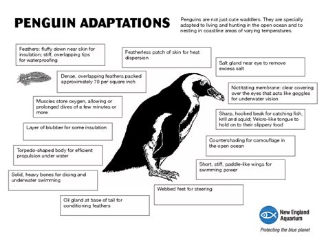 Adaptations Of Penguins Graphic Organizer For 7th 8th Grade Lesson