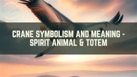 Crane Symbolism And Meaning Spirit Animal And Totem
