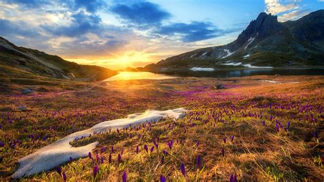 Purple Flowers Green Grass Field Landscape View Of Mountains River