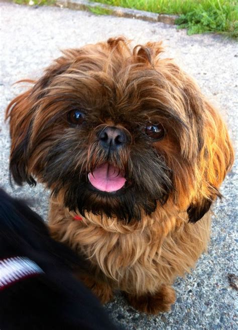 We did not find results for: Chocolate orange half imperial shih tzu for stud | Durham, County Durham | Pets4Homes