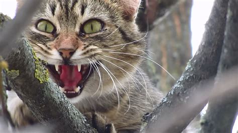 Night time activity in cats, reasons your cat keeps meowing, cat meows at night, how to get your cat to stop meowing, why do. Cat meowing high up on tree - YouTube
