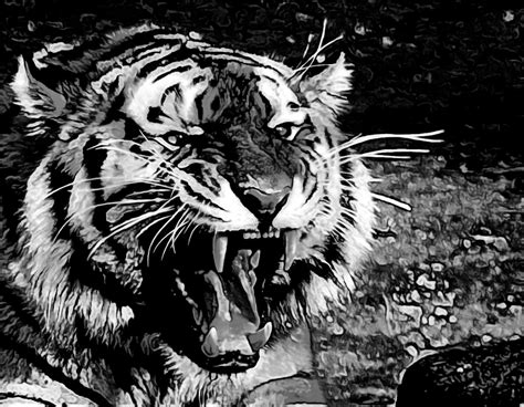 Tiger Roar Black And White