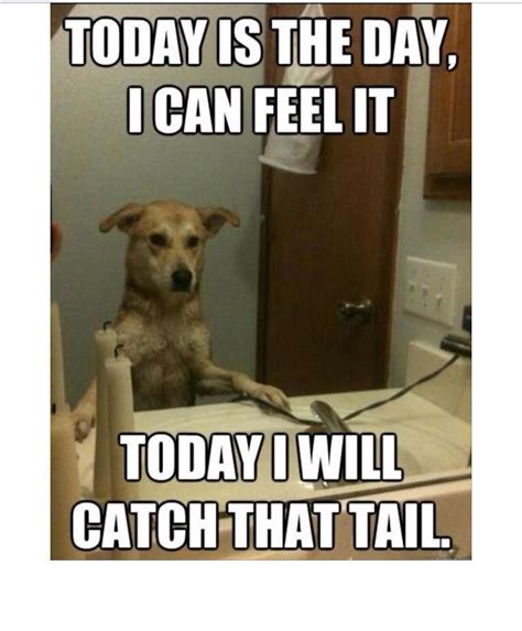 A Dogs Daily Routine Funny Animal Quotes Funny Animal