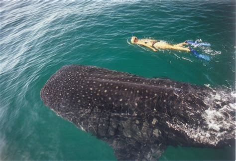 Swim With Whale Sharks At North Of Cancun Riviera Maya Playa Del