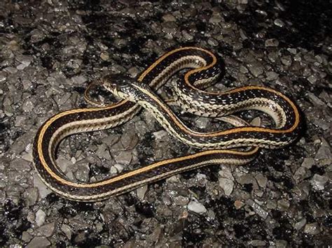 Texas Garden Snakes Photos