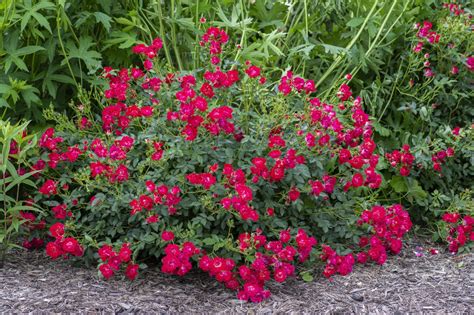 The Red Drift Rose Plant With Vibrant Red Blooms Plants Direct To You