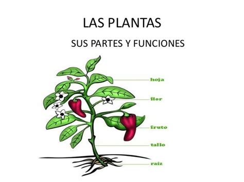 Dibujo De Una Planta Con Sus Partes Y Descripcion De Cada Una De Sus
