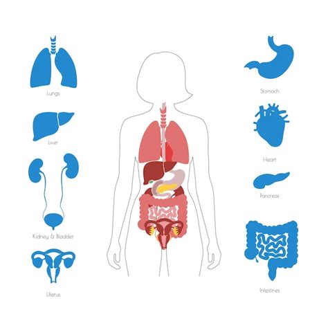 Premium Vector Human Internal Organs Vector