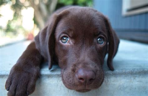 However, there are many people who purchase them because there are very cute. 10 Best Labrador Dog Names
