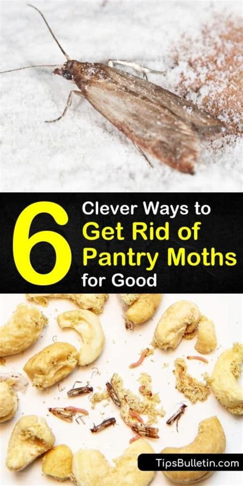 6 Clever Ways To Get Rid Of Pantry Moths For Good Pantry Moths Meal Moths Pantry Bugs