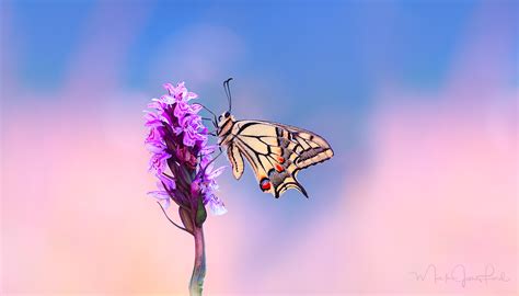 Blauvista Swallowtails Papilionidae