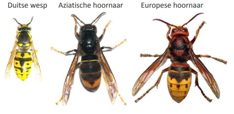 Hoornaar nesteld in een vogelhuisje ,een kleine verbouwingen.ingang verkleinen van 3cm. Eerste nest van Aziatische hoornaar in Vlaanderen: wat nu ...