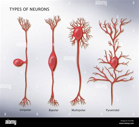 4 Tipos De Neuronas Fotografías E Imágenes De Alta Resolución Alamy