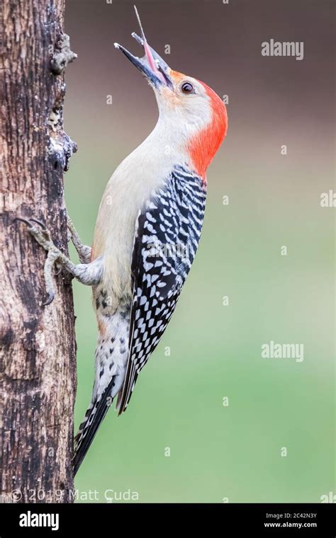 A Red Bellied Woodpecker Showing Its Tongue Stock Photo Alamy